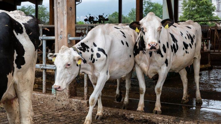 Prima fürs Klima: Biogas aus Mist und Gülle